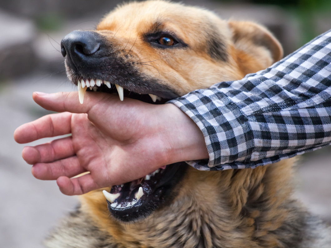 Animal Bites Treatment